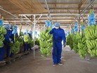 Gánh nặng chi phí, HAGL Agrico báo lỗ thêm 84 tỷ đồng