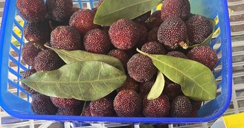 Loại quả Trung Quốc giá hơn 200.000 đồng/kg, dân buôn nhập về không kịp bán