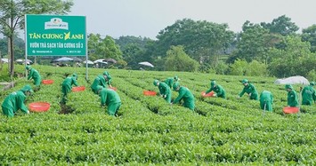 Tân Cương Xanh - Thương hiệu trà thái nguyên ngon chính gốc!