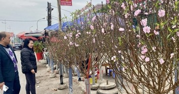 Đào nở muộn sau Tết ngập chợ, được “xả” với giá cực rẻ