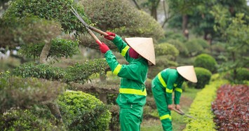 Nhà thầu nào sẽ trúng gói 'bảo dưỡng cây xanh' của Phòng Quản lý Đô thị TPBạc Liêu 