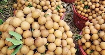 Giá nhãn tươi hạ nhiệt, giảm gần 5.000 đồng/kg 