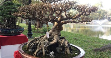 Bonsai sanh cổ: Nhìn như củi đun vẫn khiến dân tình "phát thèm"