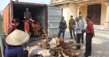 Dân làng mua thùng container, ngày đêm bảo vệ gỗ cây sưa trăm tỷ