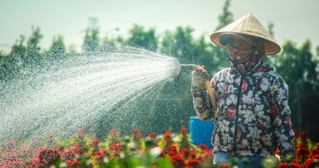 Cận cảnh vẻ đẹp làng hoa Sài Gòn những ngày giáp Tết mới có 