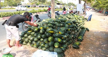 Hàng nghìn tấn dưa hấu không thể xuất sang Trung Quốc, được đưa về Sài Gòn chờ 'giải cứu'