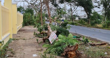 Cây phượng ngã trúng khiến nữ điều dưỡng chết thương tâm 