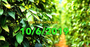 Giá hồ tiêu ngày hôm nay 10/6: Tăng nhẹ 500 đồng/kg