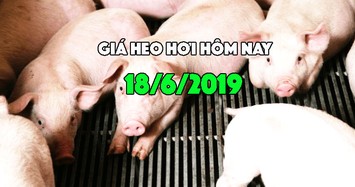 Giá heo hơi hôm nay 18/6: Miền Bắc duy trì giá cao, miền Nam thấp nhất nước