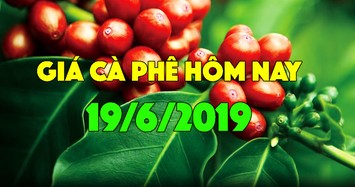 Giá cà phê hôm nay 19/6: Giá cà phê tiếp tục giảm do áp lực dư cung