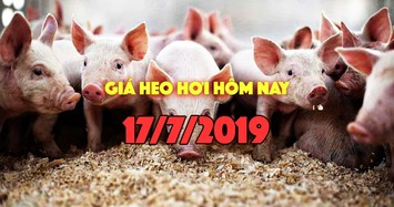 Giá heo hơi hôm nay 17/7: Giá heo miền Trung tăng mạnh, có nơi tăng 4000 đồng/kg