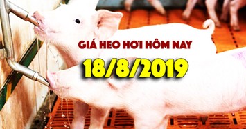 Giá heo hơi hôm nay 18/7: Giá heo hơi miền Nam bất ngờ tăng mạnh