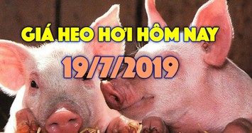 Giá heo hơi hôm nay 19/7: Giá heo miền Nam biến động trái chiều, Đồng Nai bất ngờ tăng