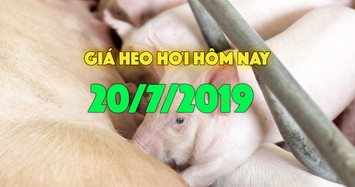 Giá heo hơi hôm nay 20/7: Giá heo miền Nam, miền Trung quay đầu giảm giá