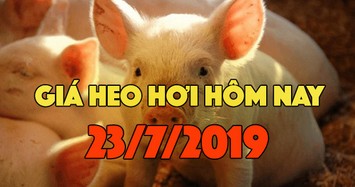 Giá heo hơi hôm nay 23/7: Giá heo miền Bắc quay đầu giảm, có nơi giảm 3000 đồng/kg