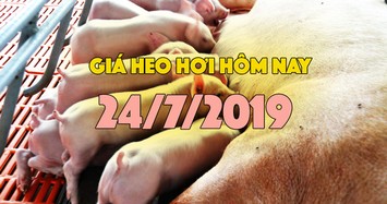 Giá heo hơi hôm nay 24/7: Giá heo hơi miền Nam giảm nhẹ, miền Bắc và miền Trung ít biến động