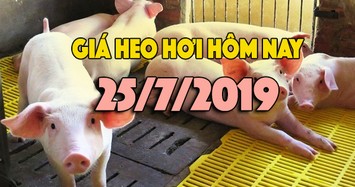 Giá heo hơi hôm nay 25/7: Giá heo ổn định, miền Trung tăng trở lại