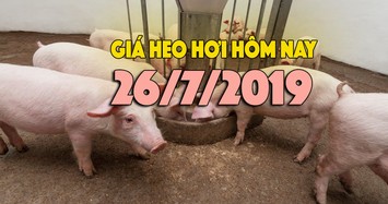 Giá heo hơi hôm nay 26/7: Giá heo hơi ổn định, giá ở miền Bắc cao nhất nước