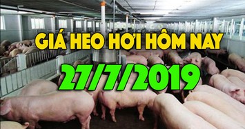 Giá heo hơi hôm nay 27/7: Giá heo hơi miền Bắc ổn định, còn miền Trung và Nam giảm nhẹ