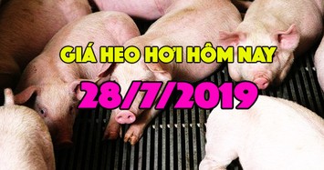 Giá heo hơi hôm nay 28/7: Giá heo hơi miền Bắc cao nhất, miền Nam giảm nhẹ