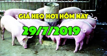 Giá heo hơi hôm nay 29/7: Giá heo hơi dự báo sẽ tăng trong 15 ngày tới