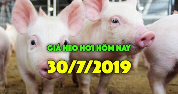 Giá heo hơi hôm nay 30/7: Miền Bắc vẫn cao nhất nước, miền Nam tiếp tục đà giảm