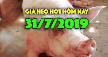 Giá heo hơi hôm nay 31/7: Diễn biến giá heo trái chiều ở miền Bắc và miền Nam