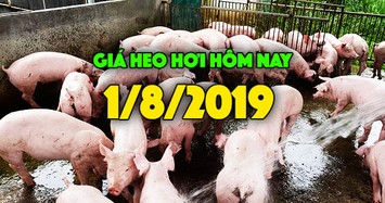 Giá heo hơi hôm nay 1/8: Giá heo miền Nam tăng nhẹ 2000 đồng/kg