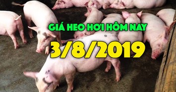 Giá heo hơi hôm nay 3/8: Giá heo hơi miền Bắc tăng, cao nhất 42.000 đồng/kg