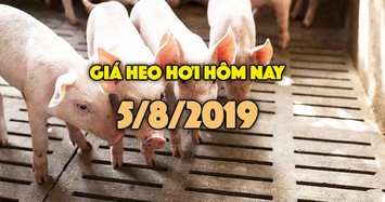 Giá heo hơi hôm nay 5/8: Giá heo hơi miền Bắc tăng nhẹ, miền Nam chưa khởi sắc