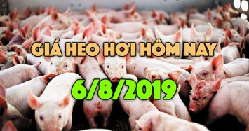 Giá heo hơi ngày 6/8: Giá heo miền Bắc tiếp đà tăng, miền Nam ở mức thấp