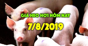 Giá heo hơi hôm nay 7/8: Giá heo hơi miền Bắc tiếp tục tăng, có nơi lên đến 45.000 đồng