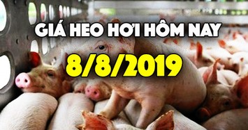 Giá heo hơi hôm nay 8/8: Giá heo miền Nam tăng, thoát ngưỡng dưới 30.000 đồng/kg