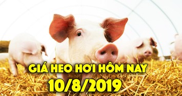 Giá heo hơi hôm nay 10/8: Miền Bắc tiếp tục tăng mạnh