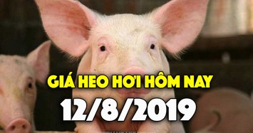 Giá heo hơi hôm nay 12/8: Giá heo miền Bắc tăng mạnh, có nơi tăng 5.000 đồng/kg