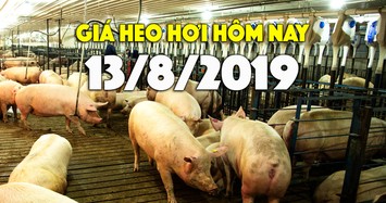 Giá heo hơi hôm nay 13/8: Miền Bắc đạt đỉnh 53.000 đồng, miền Nam có nơi tăng 7.000 đồng/kg