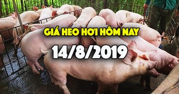 Giá heo hơi hôm nay 14/8: Giá heo hơi miền Nam tiếp tục tăng mạnh