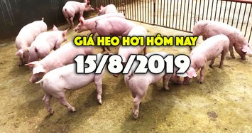 Giá heo hơi hôm nay 15/8: Giá heo hơi miền Bắc đang ở mức cao