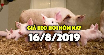 Giá heo hơi hôm nay 16/8: Cả 3 miền đều tăng, miền Bắc vẫn ở mức cao