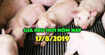 Giá heo hơi 17/8: Giá tiếp tục tăng ở miền Nam, miền Bắc ổn định