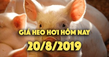 Giá heo hơi hôm nay 20/8: Giá heo hơi ở Tây Ninh tăng mạnh 4000 đồng