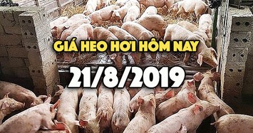 Giá heo hơi hôm nay 21/8: Giá heo hơi tăng ở cả 3 miền