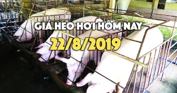 Giá heo hơi hôm nay 22/8: Giá heo hơi tại miền Bắc tăng trở lại, có nơi 52.000 đồng/kg