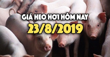 Giá heo hơi hôm nay 23/8: Giá heo hơi tại miền Bắc vẫn giữ ở mức cao