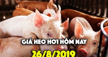 Giá heo hơi hôm nay 26/8: Giá heo miền Nam đạt mốc 45.000 đồng/kg