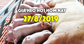 Giá heo hơi hôm nay 27/8: Miền Bắc tăng nhẹ, miền Nam vẫn 43.0000 đồng/kg