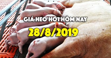 Giá heo hơi hôm nay 28/8: Giá heo hơi miền Nam tiếp đà tăng