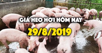 Giá heo hơi hôm nay 29/8: Giá heo hơi miền Nam quay đầu giảm nhẹ