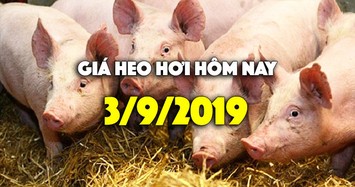 Giá heo hơi hôm nay 3/9: Giá heo hơi tăng sau lễ 2/9, miền Bắc 50.000 đồng/kg