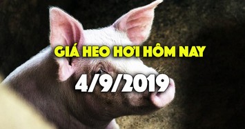 Giá heo hơi hôm nay 4/9: Giá heo hơi bất ngờ giảm cả 3 miền